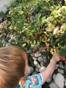Nachhaltigkeit Ernte der ersten eigenen Erdbeeren