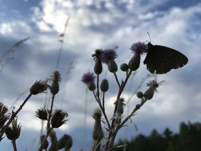 Flugobjekt kleiner Schmetterling