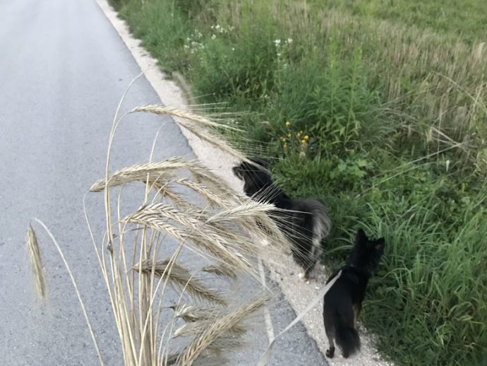 Ab nach Hause von der Abendrunde 12 von 12 im August