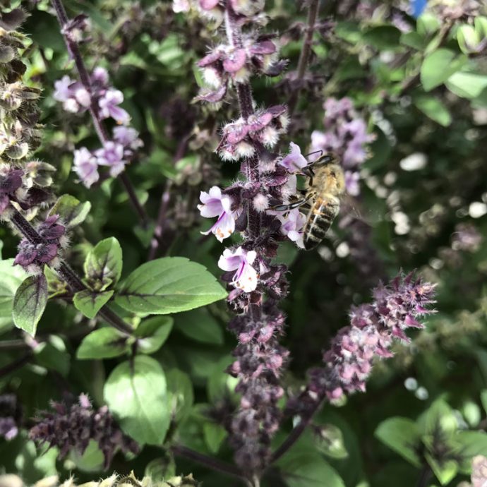 Basilikum und Bienen - 12 von 12 im August