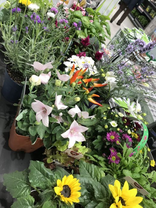 Blumeneinkauf für das Fotoshooting mit Feinrost