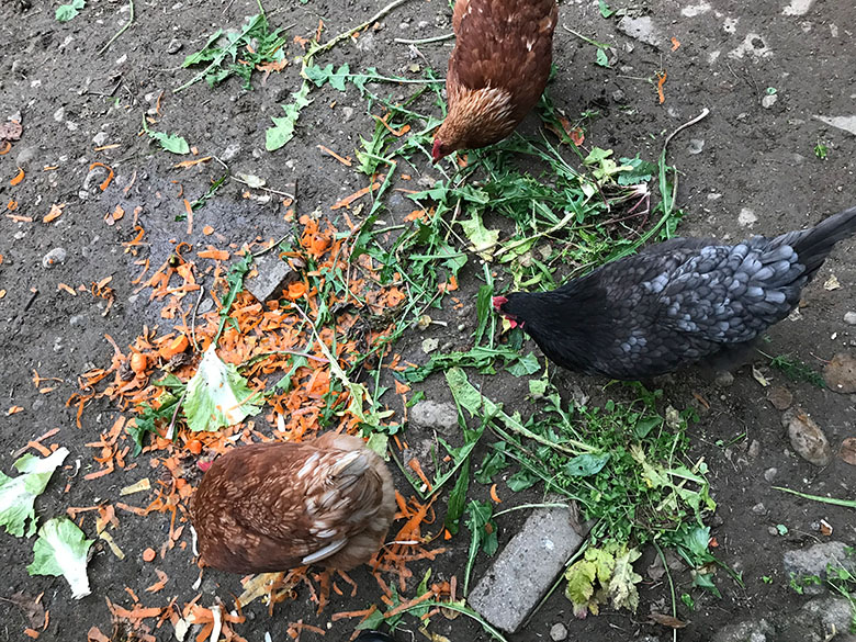 frisches Gemüse für die Hühner