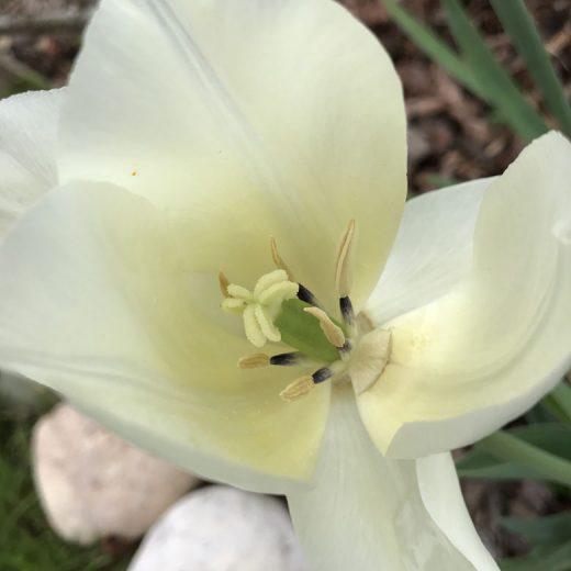 hausno06_mai_tulpeweiss