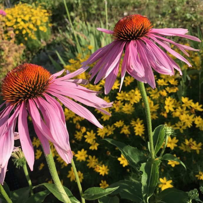 Garten daheim Blumen